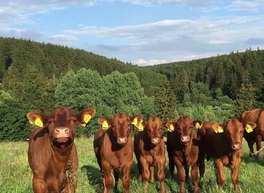 6 Kälber stehen auf einer Wiese