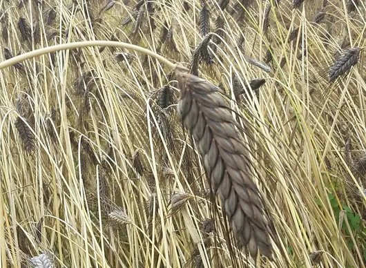 Getreidesorte Emmer auf dem Feld